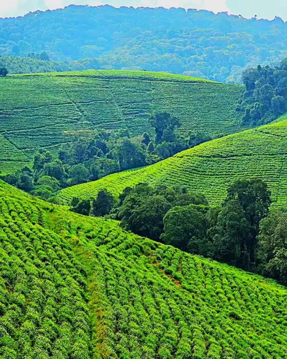 Les plantations de thé de teza au burundi